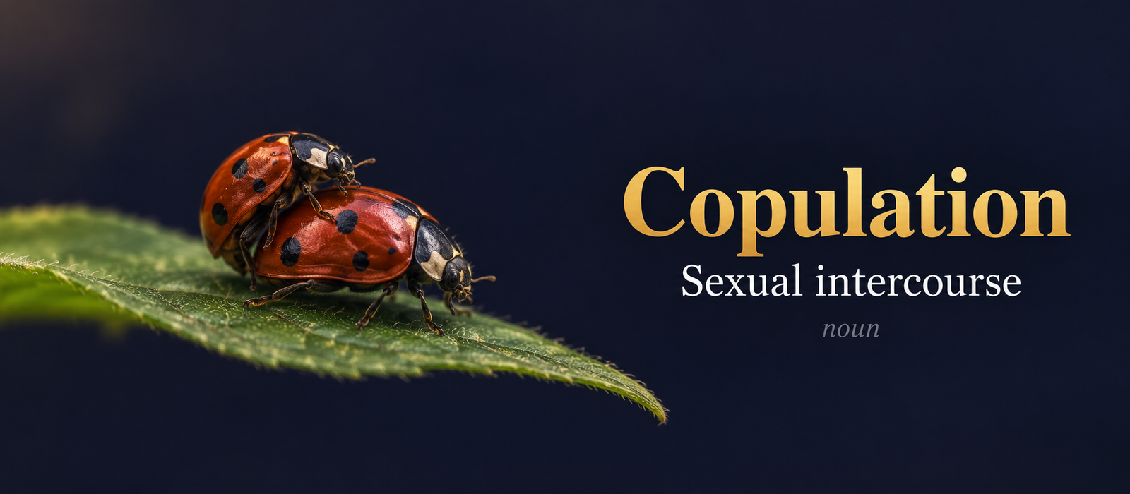 صورة توضيحية لمعنى كلمة Copulation (جماع)