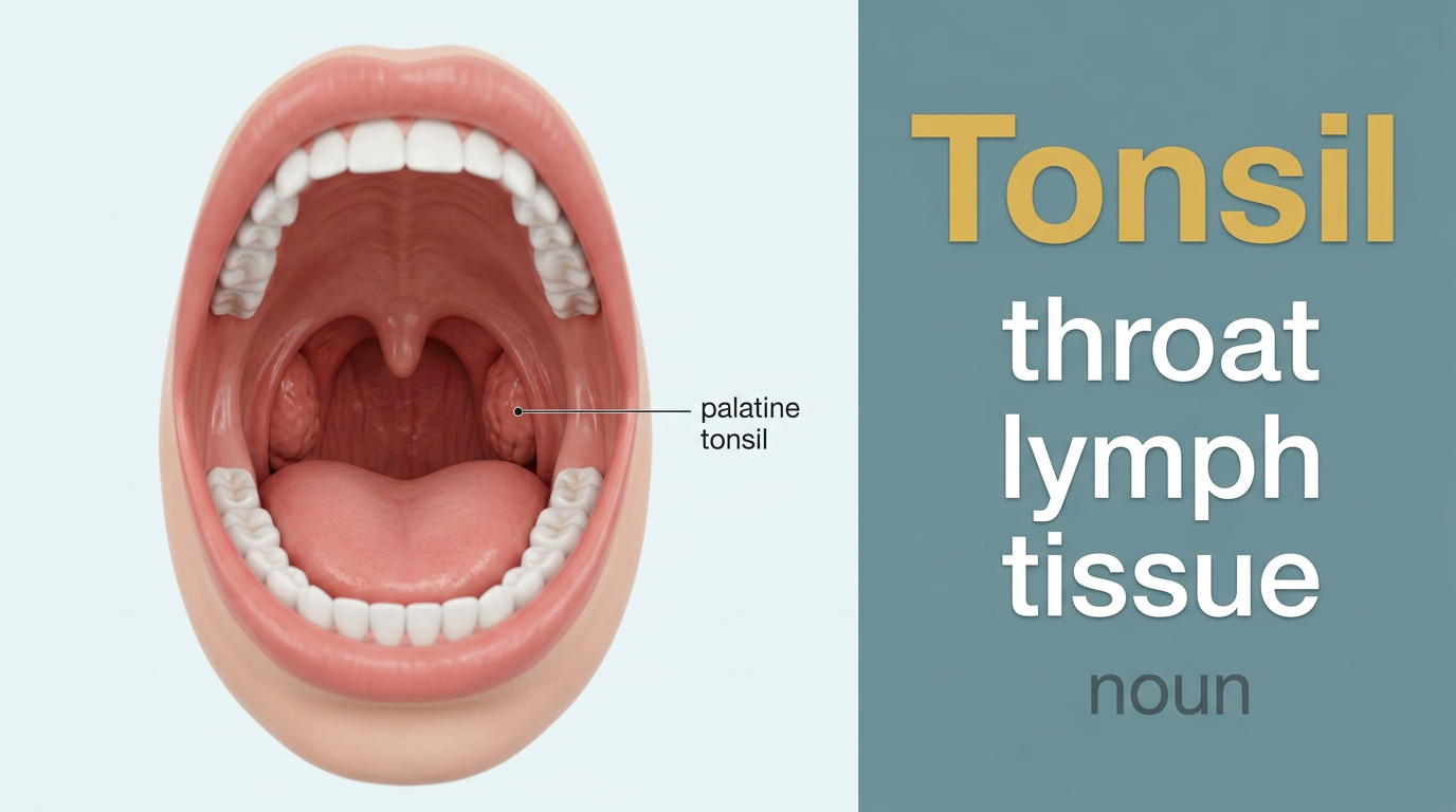 Tonsil (اللوزتان أو الغدد) — illustrated meaning of the English word Tonsil on GL Dictionary